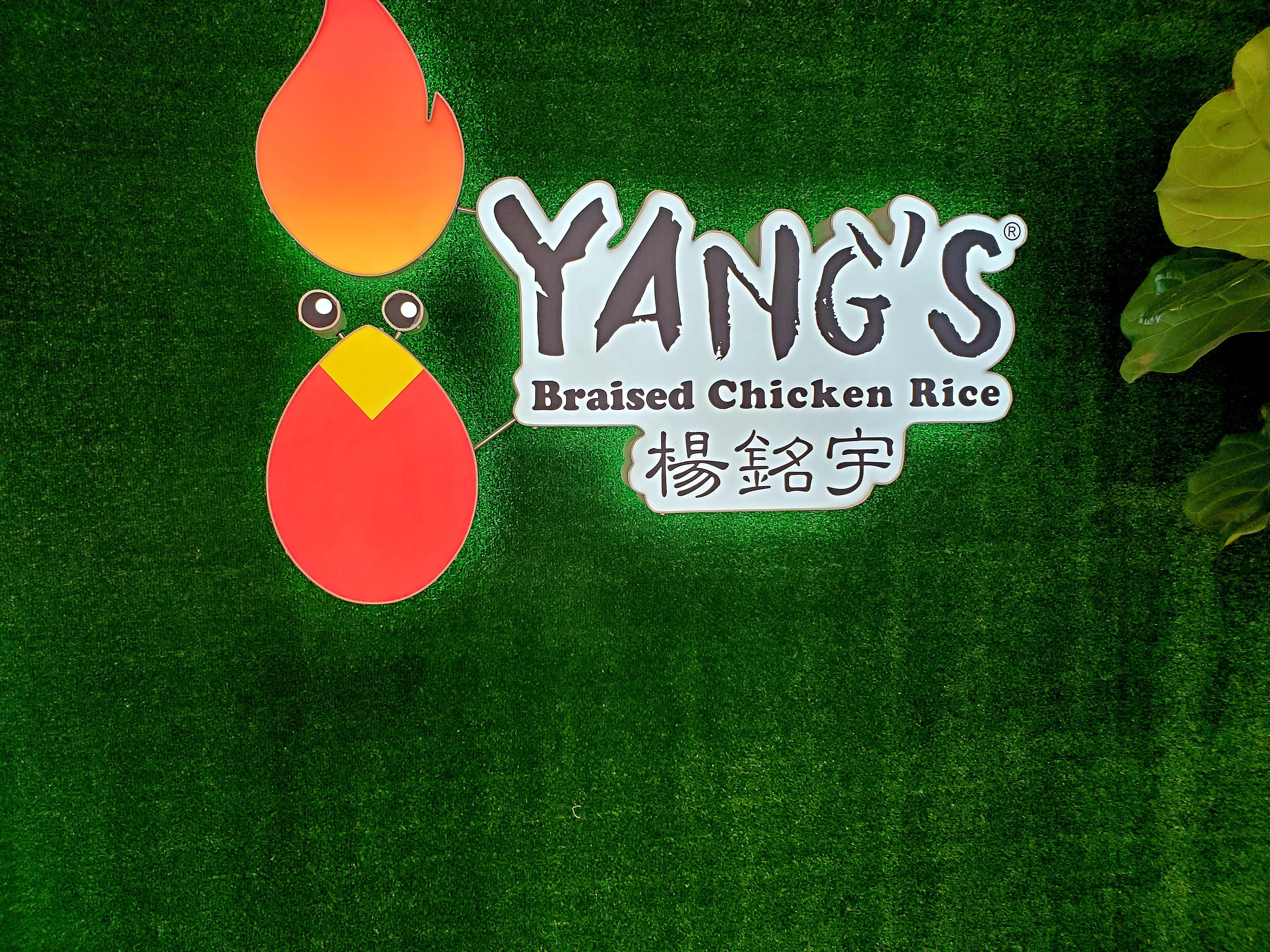 yangs 3