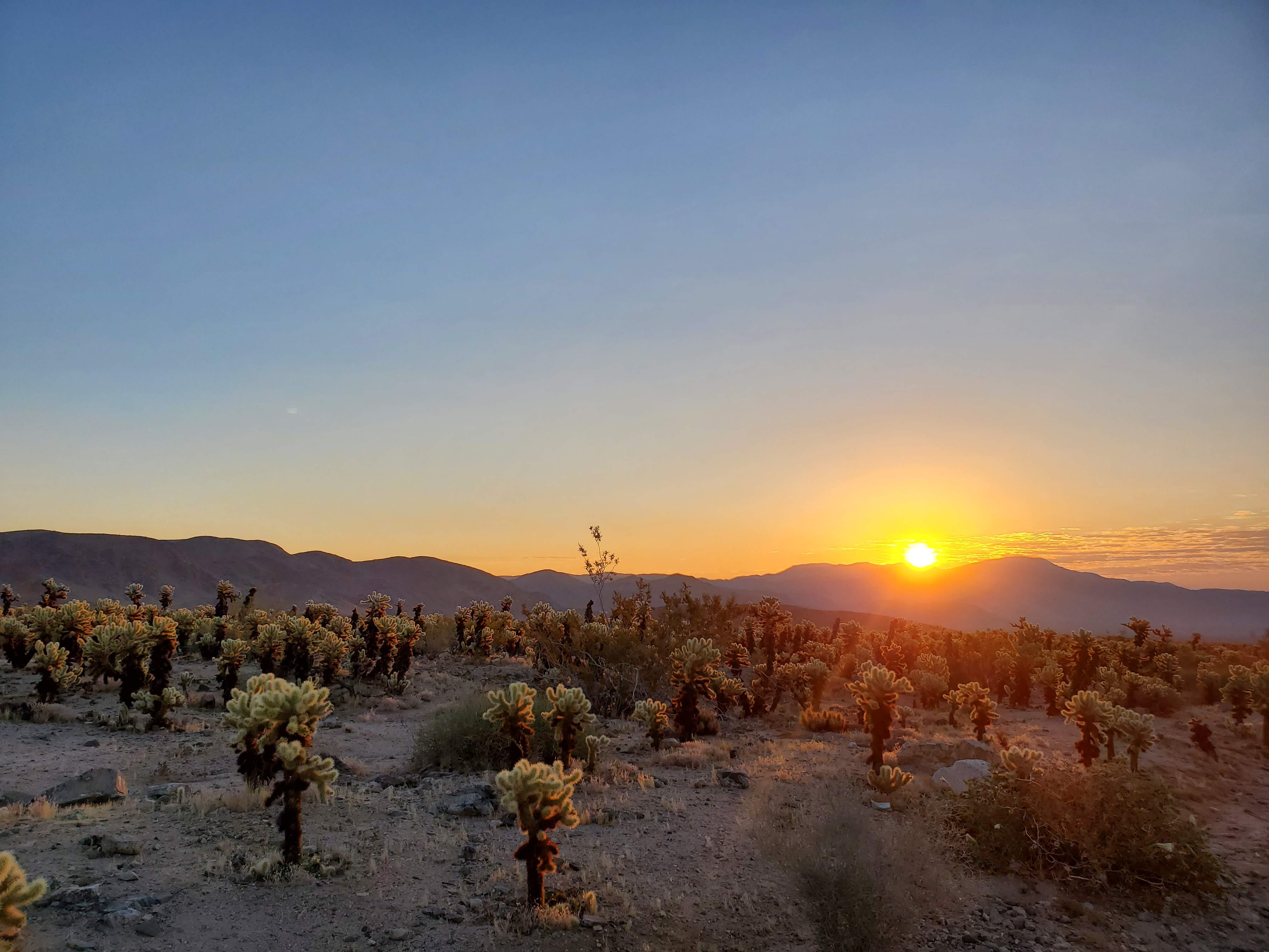 cholla gardens